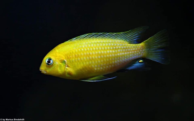 Tropheops macrophthalmus 'Lumbira'